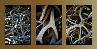 Antlers triptych