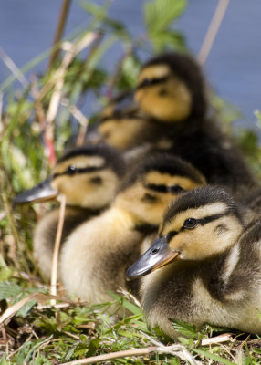 Ducklings