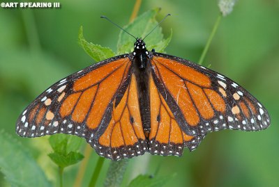Big Meadows Monarch Butterfly