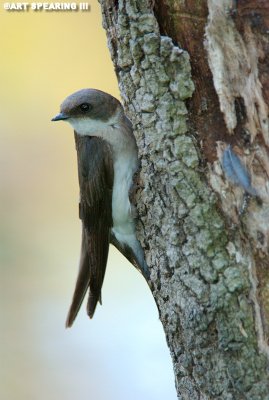 Female Tree Swallow At Nest