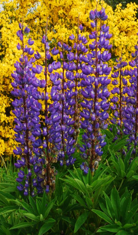 Lupins, Comox Valley