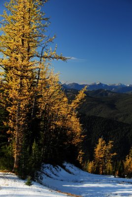 Mount Frosty Larch Trees, Manning Park