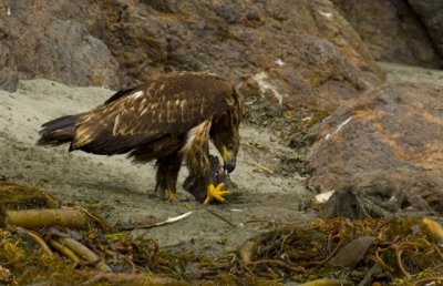 Juvenile Bald Eagle, Cape Scott  Provincial Park