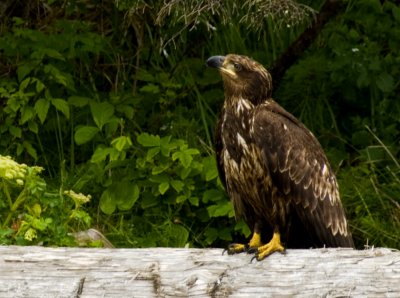 Juvenile Bald Eagle, Cape Scott Provincial Park