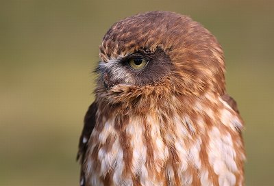 Owl