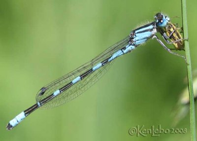 Tule Bluet Enallegma carunculatum