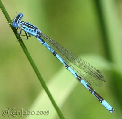 Double-striped Bluet - Enallagma basidens