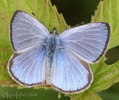 Silvery Blue - male