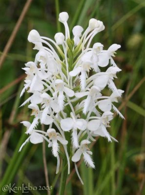 White Fringed Orchis  Platanthera blephariglottis