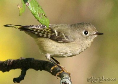 Ruby-crowned Kinglet