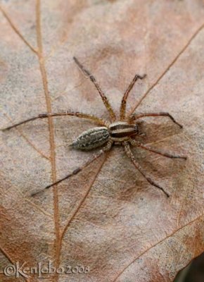 Funnel-web Spider Agelenopsis sp.