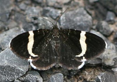 White-striped Black Trichodezia albovittata #7430