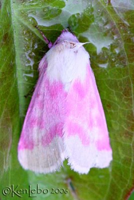 Primrose Moth Schinia florida #11164