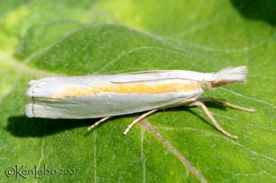 Girard's Grass-veneer Moth Crambus girardellus #5365