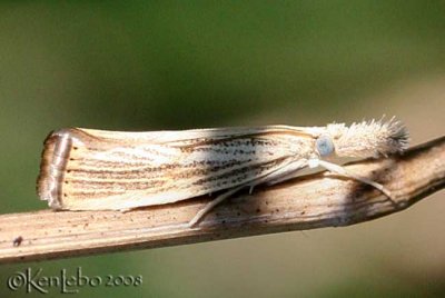 Vagabond Crambus Moth Agriphila vulgivagellus #5403