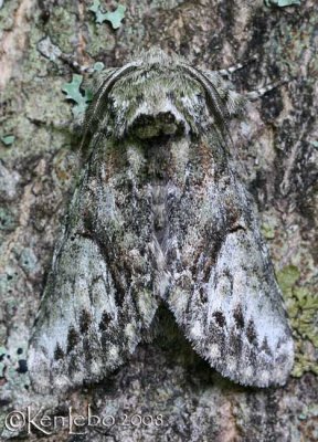 White-blotched Heterocampa - Heterocampa umbrata #7990