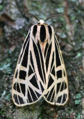 Virgin Tiger Moth Grammia virgo #8197