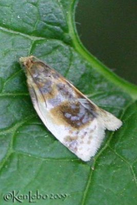 Black-patched Clepsis Moth Clepsis melaleucanus #3686