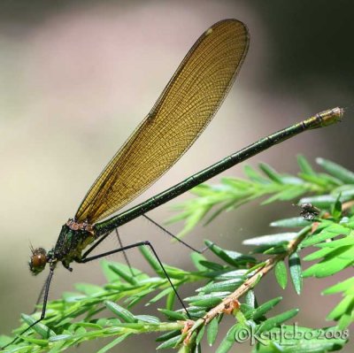 Superb Jewelwing Calopteryx amata  female