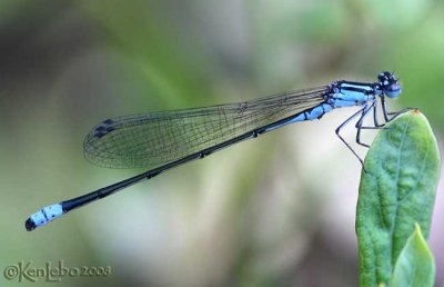 Turquoise Bluet Enallagma divagans