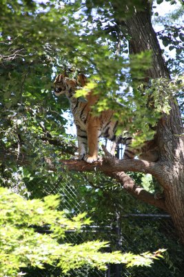 tiger_in_a_tree