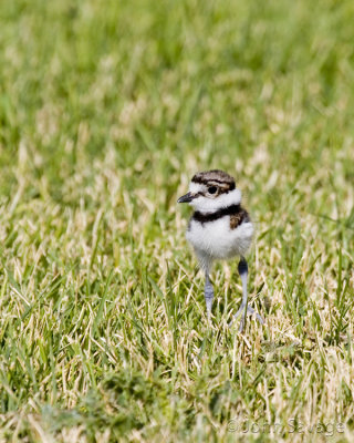 Kildeer... 2 days old