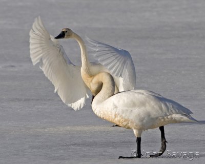 Tundra swans on the ice Bear river