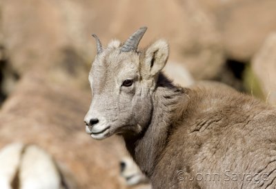 Rocky mountain bighorn youngster