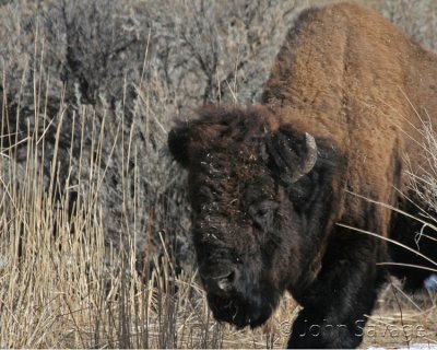 Bison rescue creek YNP 