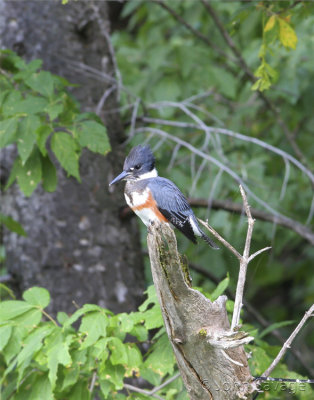 Belted Kingfisher