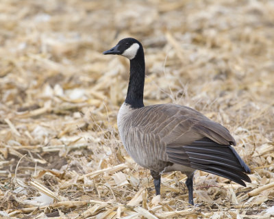 Canada goose in the corn field