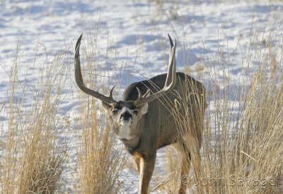 Mule deer