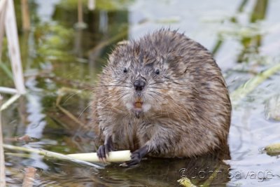 muskrat