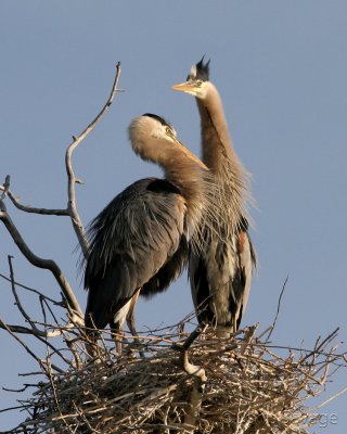 Great Blue Heron courtship display