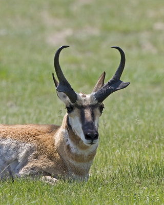 antelope buck