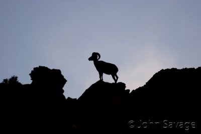 Big horn sheep after sunset