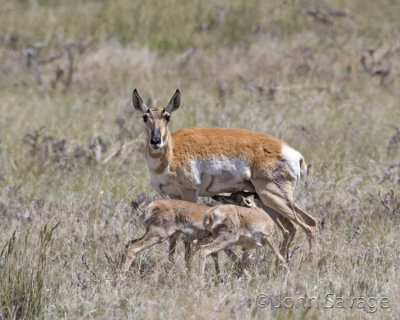 Antelope nursing twins