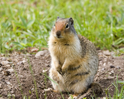 Columbia Ground Squirrel