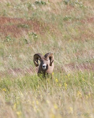 rocky mountain bighorn sheep