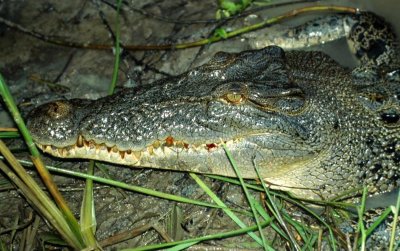 crocodile