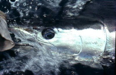 striped marlin