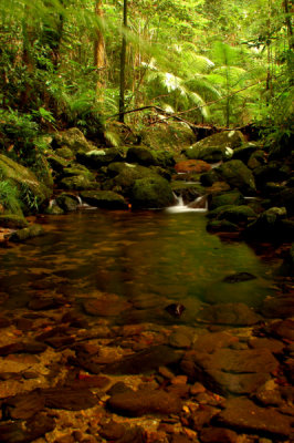 rainforest stream