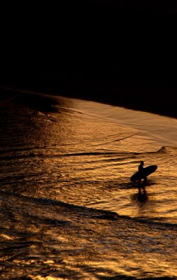 sunset surfer