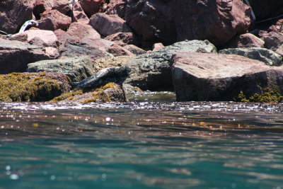 Sea Lion, Catalina Island, California