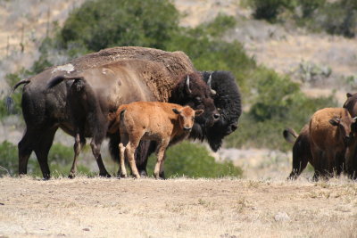 Bison family on Catalina Island, California