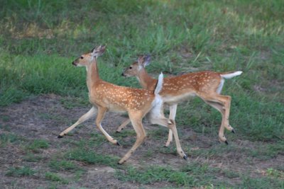 White Tail Deer, Branson, Missouri