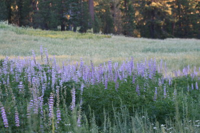 Lupines in bloom near meadow on Mt. Pinos, California