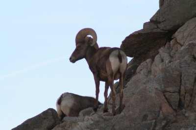 Big Horn Sheep, high desert area in Riverside County,California