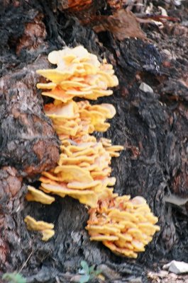 Fungus on Western Sycamore tree
