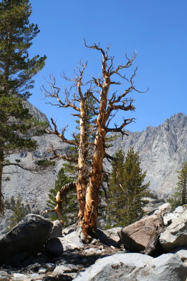 Pine tree attacked by bark beetles, Big Pine Creek, California